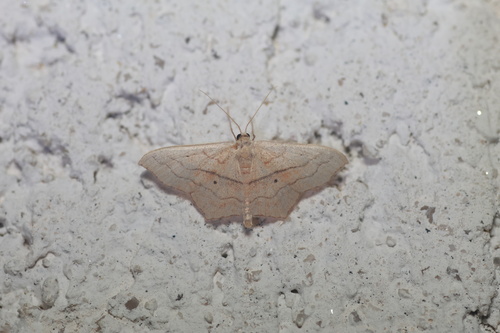 Small Blood-vein