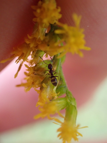 Odorous House Ant