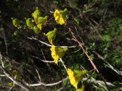 Tropaeolum hookerianum