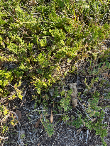 Juniperus horizontalis, photograph 4