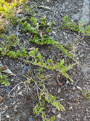 Juniperus horizontalis, photograph (c) Jackson Withey, some rights reserved (CC BY)