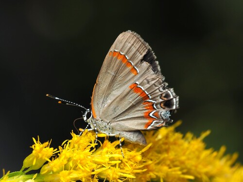 Red-banded Hairstreak photo 6