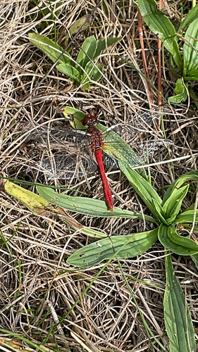 Ruddy Darter
