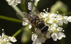 Parasyrphus punctulatus