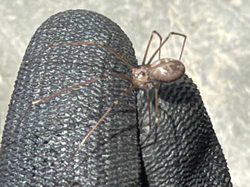 Long-bodied Cellar Spider