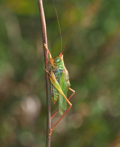 Common Meadow Katydid photo 4