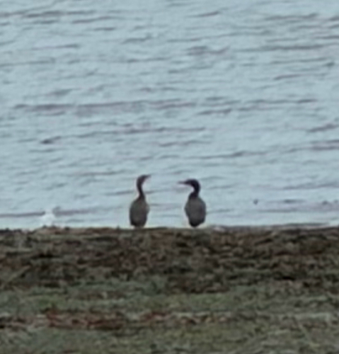 Double-crested Cormorant