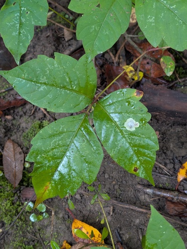 Poison Ivy Leaf-miner Moth