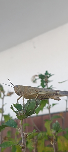 Egyptian Bird Grasshopper