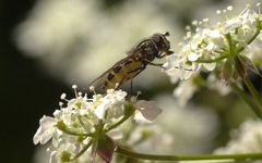 Parasyrphus punctulatus