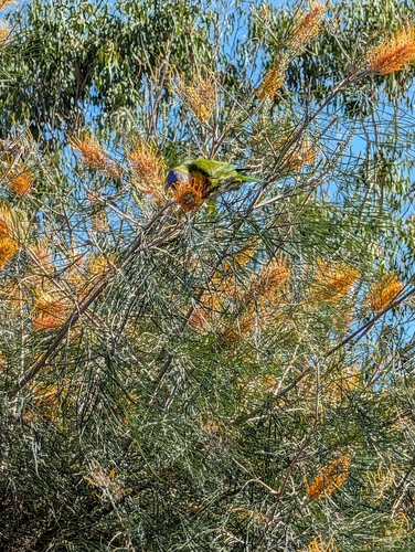 Rainbow Lorikeet