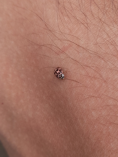 Poplar Ladybird Beetle