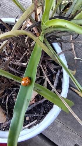 Seven-spotted Lady Beetle