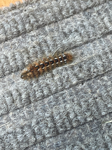 Knot Grass Moth