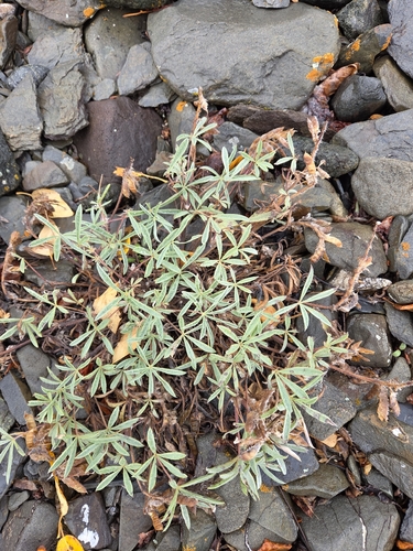 Lupinus arcticus