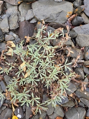 Lupinus arcticus