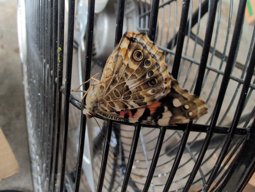 Painted Lady