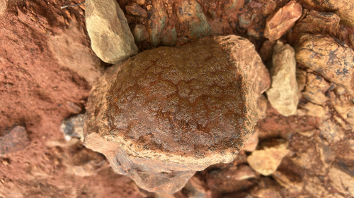 Magnificent Bryozoan