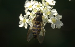 Parasyrphus punctulatus