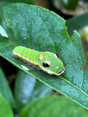 Spicebush Swallowtail