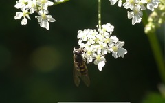 Parasyrphus punctulatus