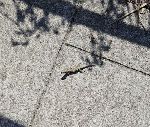 Catalonian Wall Lizard