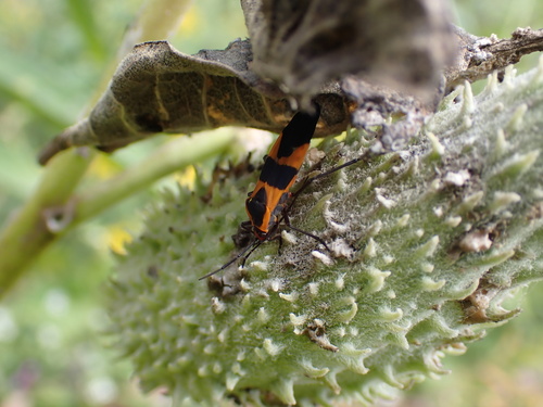 Large Milkweed Bug