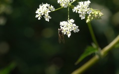 Parasyrphus punctulatus