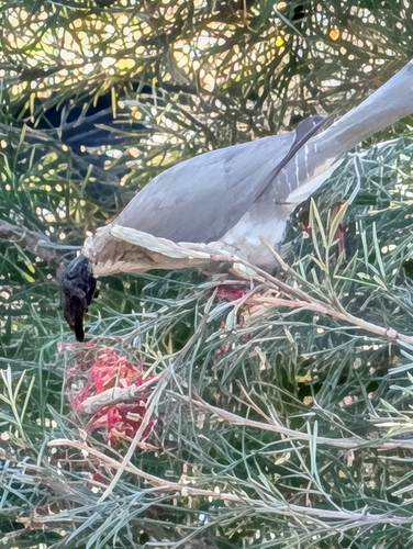Noisy Friarbird