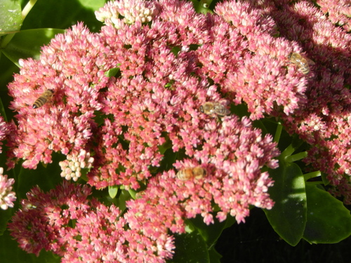 Western Honey Bee