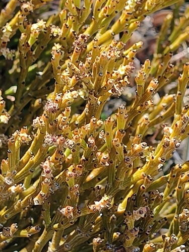 Exocarpos bidwillii observed 2026-09-20