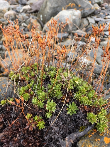 Saxifraga tricuspidata, photograph 3