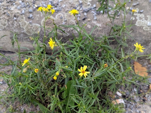 Narrow-leaved Ragwort