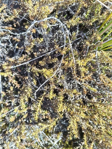 Lepidothamnus laxifolius, 2026-09-20