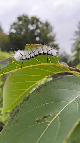 Hickory Tussock Moth