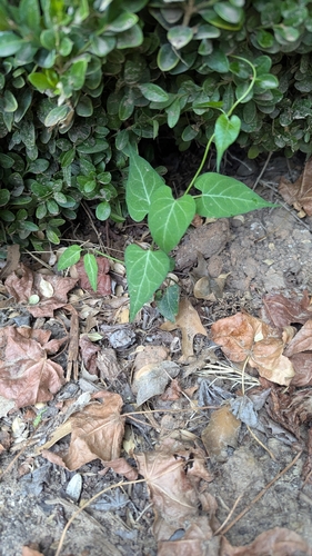 honey-vine climbing milkweed