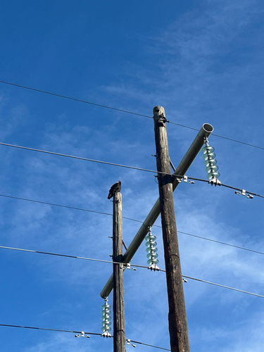 Turkey Vulture