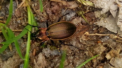 Carabus monilis