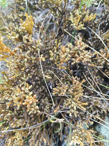 Exocarpos bidwillii observed 2026-09-20