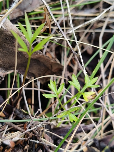 Anisotome filifolia observed 2026-09-20
