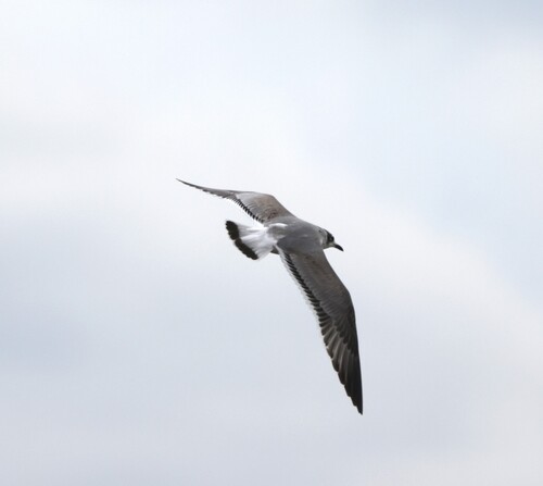 Franklin's Gull