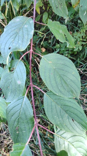 red osier dogwood