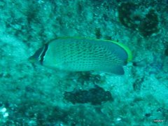 Chaetodon guttatissimus