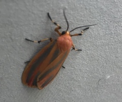 Hypoprepia miniata