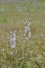 Delphinium gypsophilum