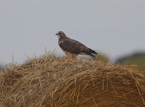 Swainson's Hawk