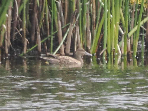 Cinnamon Teal