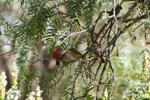 Red-billed Firefinch