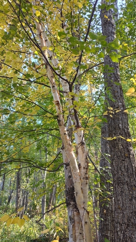 paper birch