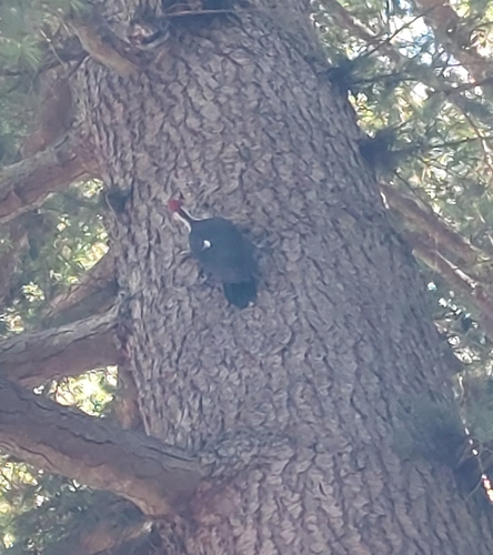Pileated Woodpecker